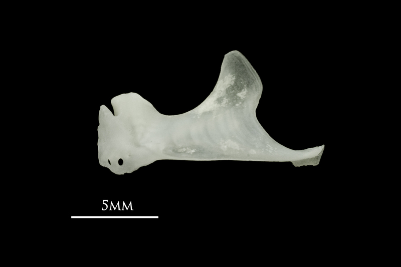 Roach maxilla lateral view