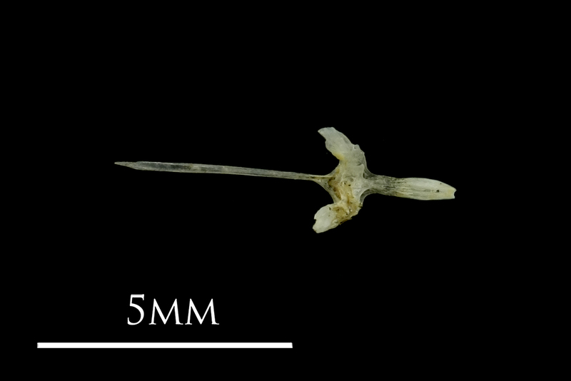 Three-spined stickleback parasphenoid dorsal view