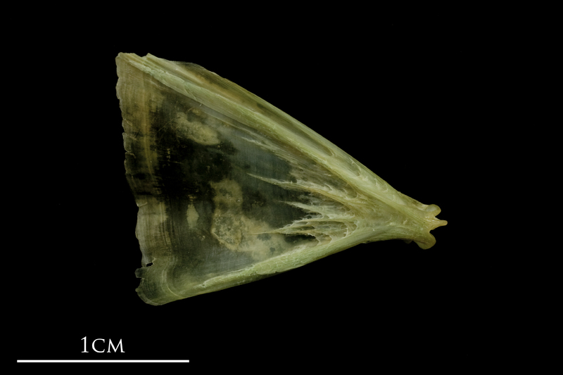 John dory opercular medial view