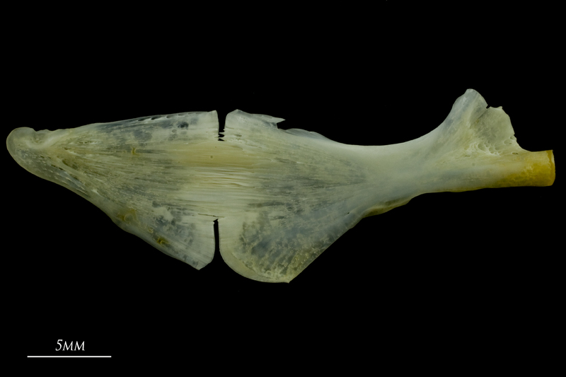 European seabass ceratohyal epihyal complex medial view