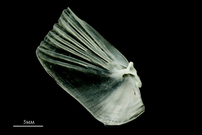 European pilchard opercular medial view