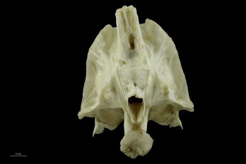 Grey Triggerfish parasphenoid basioccipital complex posterior view