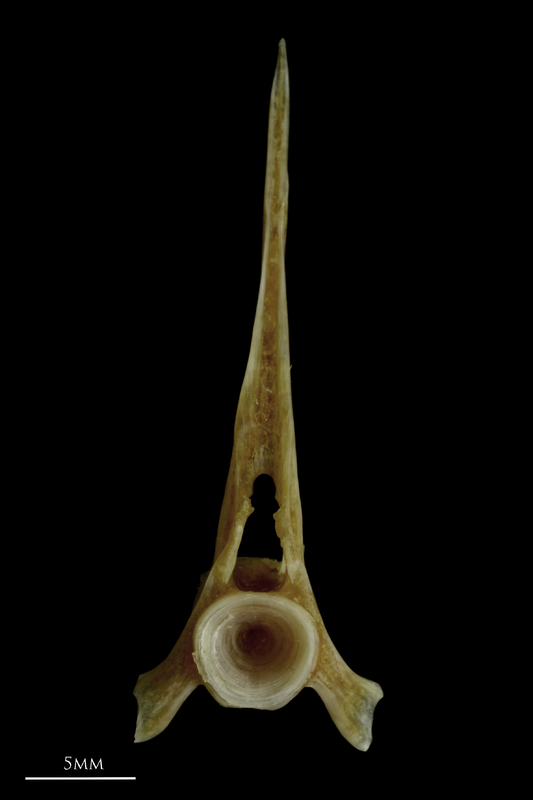 Couch's seabream precaudal vertebra anterior view