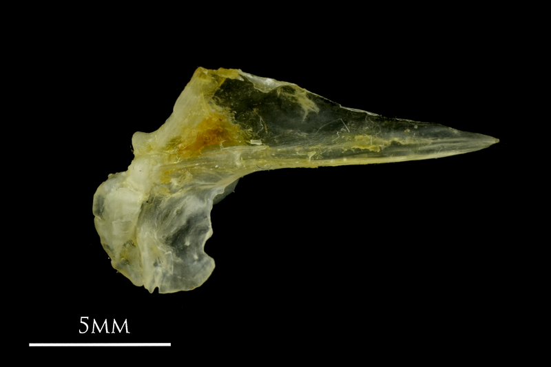 Ruffe articular medial view