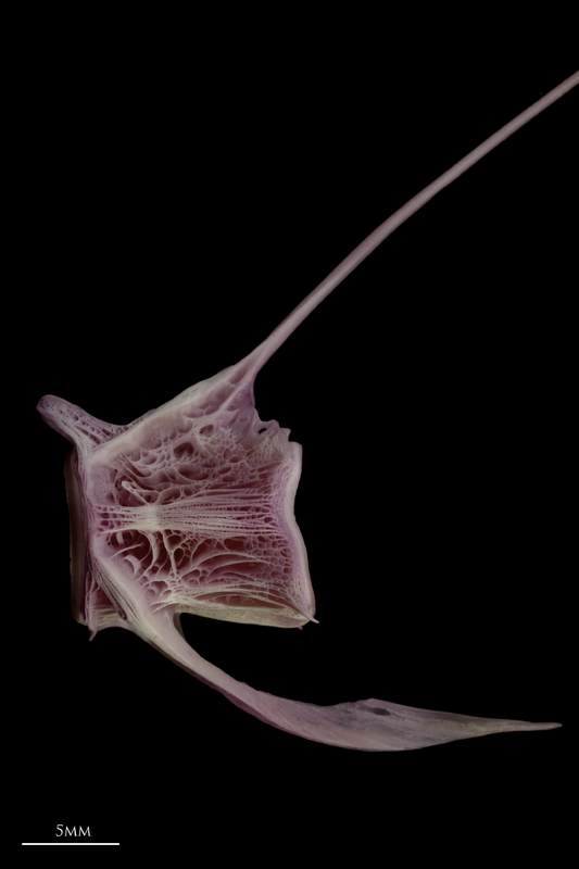 Meagre caudal vertebra lateral view