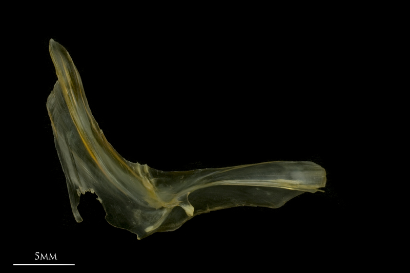 European smelt cleithrum medial view