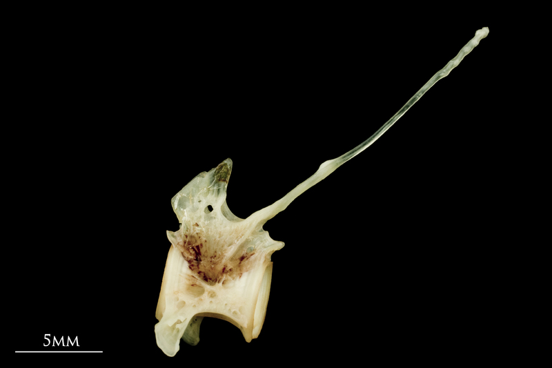 Garfish precaudal vertebra lateral view