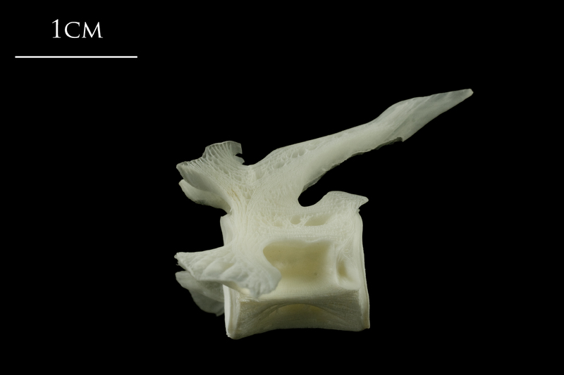 Ling precaudal vertebra lateral view