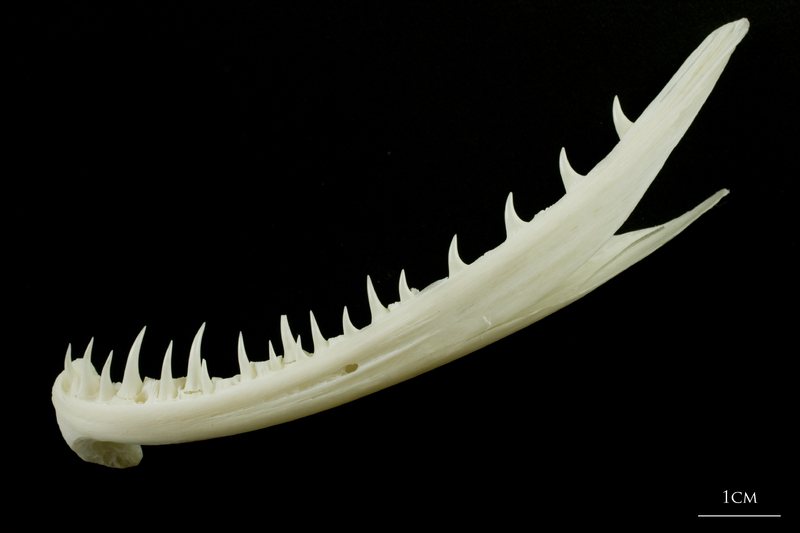 Angler fish dentary lateral view