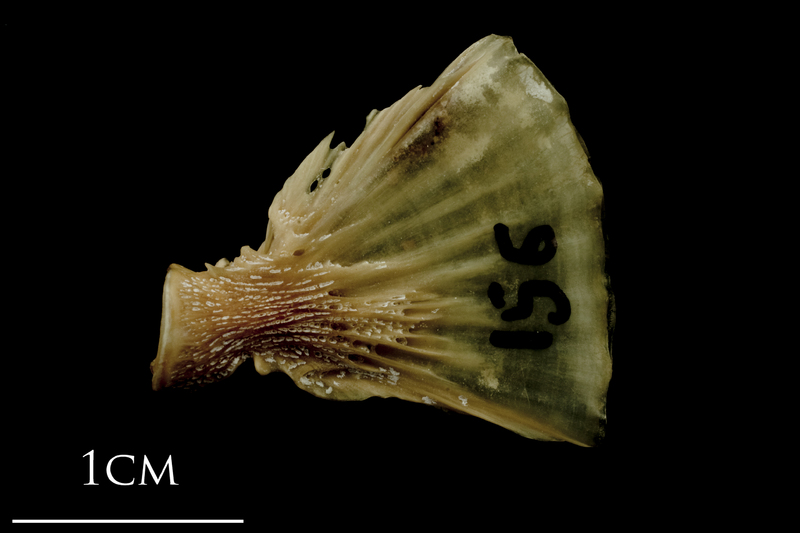 Turbot ultimate vertebra lateral view