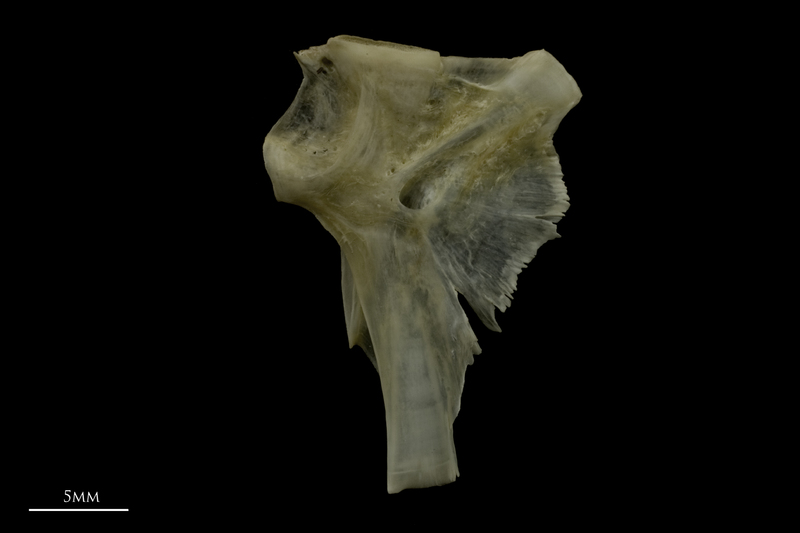 Zander hyomandibular medial view