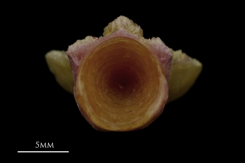 Meagre basioccipital posterior view