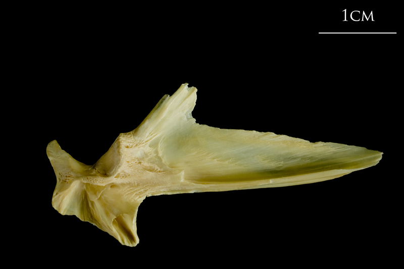 Atlantic cod articular medial view