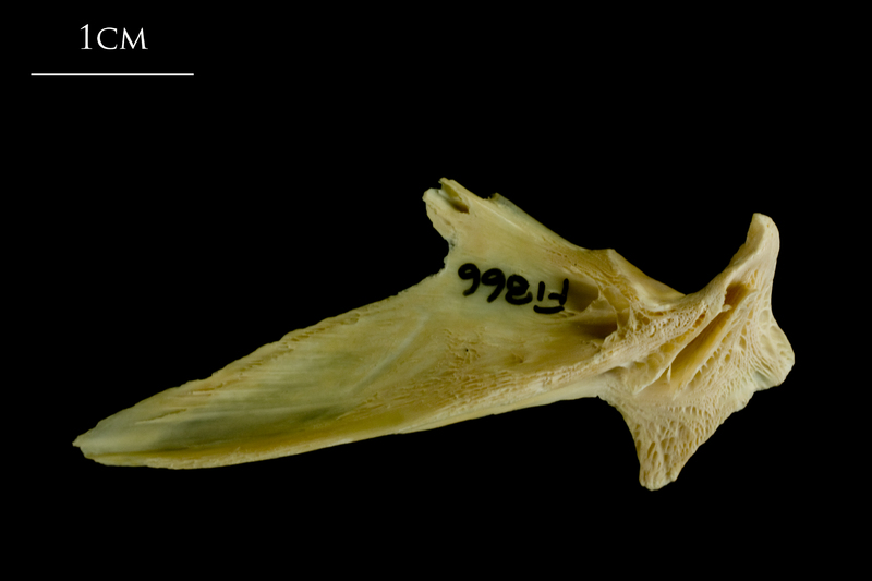 Atlantic cod articular lateral view