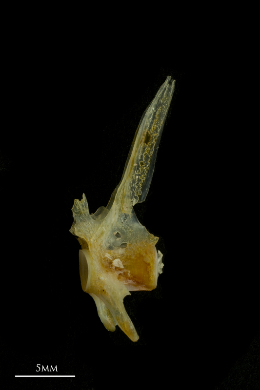 Black seabream precaudal vertebra lateral view