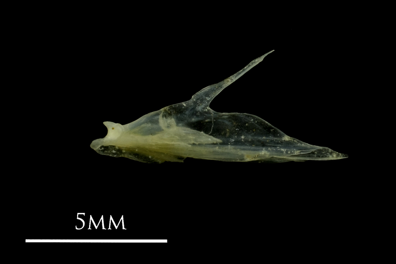 Small sandeel articular medial view