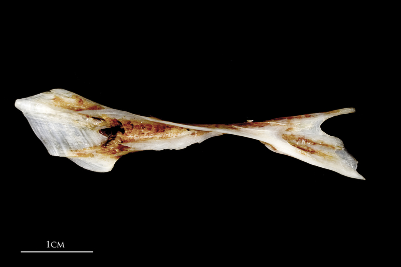 Sea scorpion cleithrum dorsal view