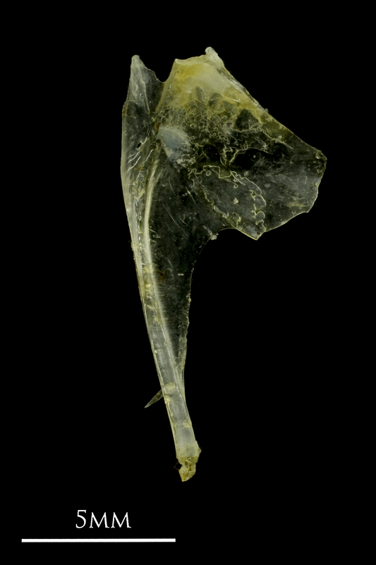 Ruffe coracoid medial view