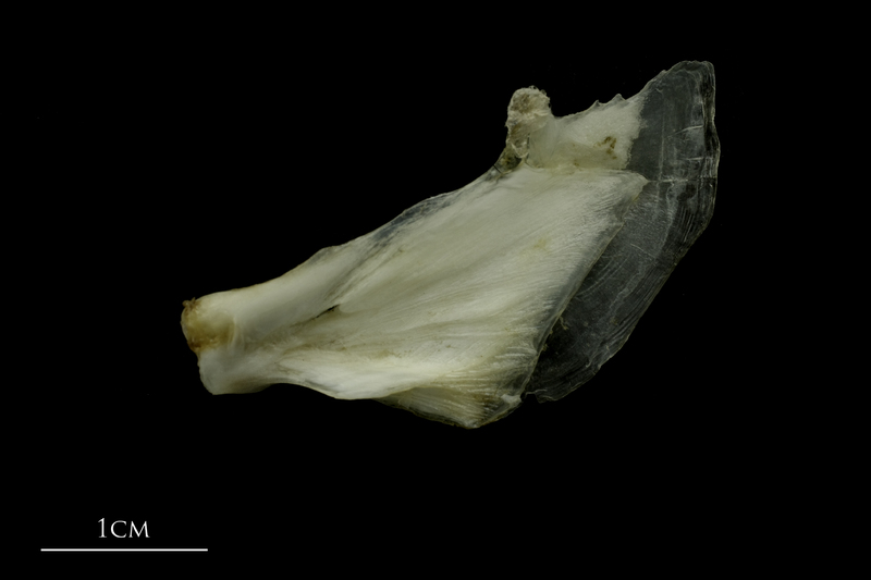 Grey Triggerfish opercular lateral view