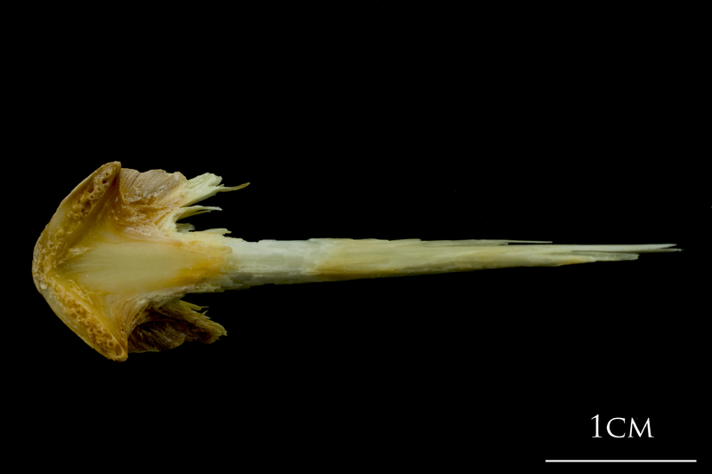 Saithe vomer ventral view