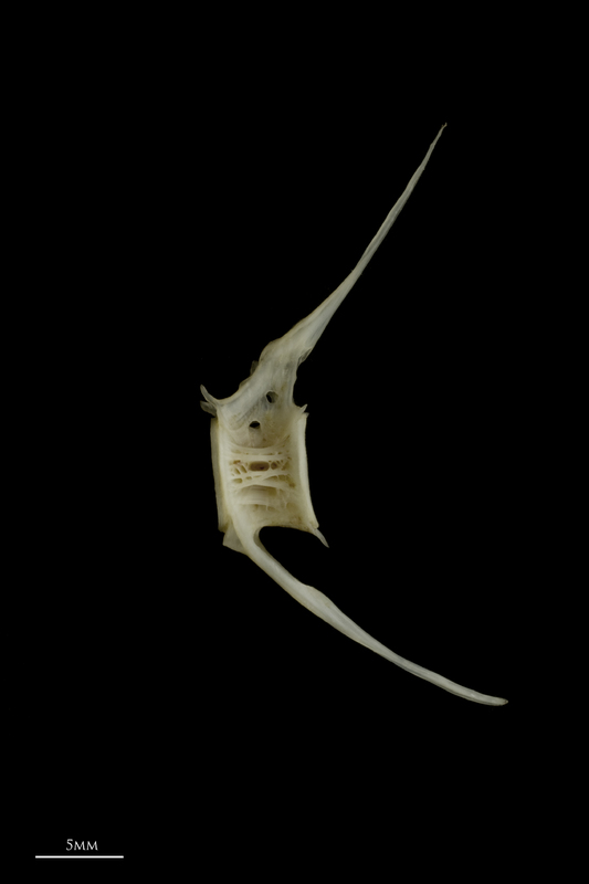 Zander caudal vertebra lateral view