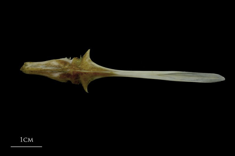 Spanish mackerel parasphenoid ventral view