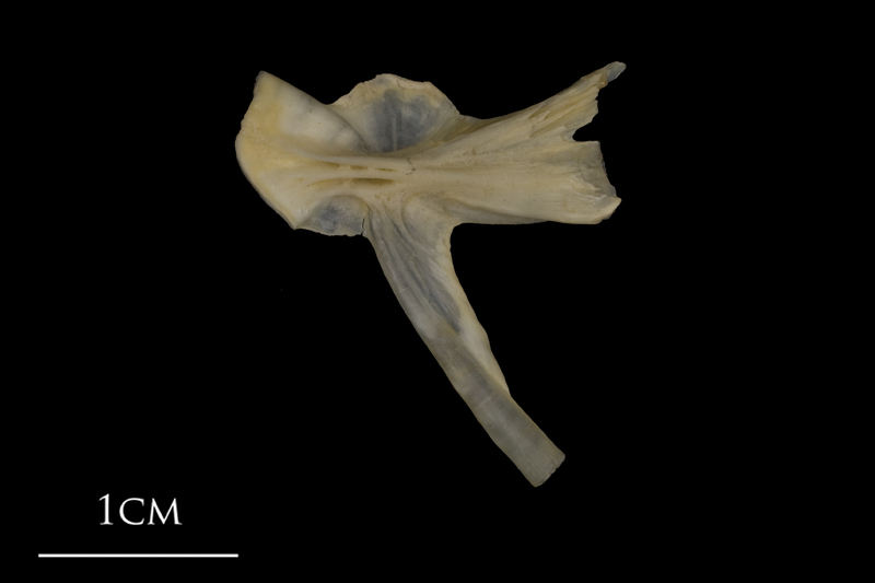 Shore rockling hyomandibular lateral view