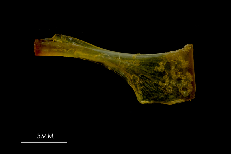 Grey gurnard ceratohyal lateral view