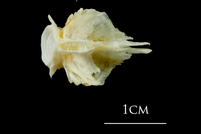 European plaice basioccipital ventral view