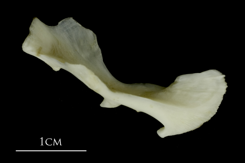 Grey Triggerfish maxilla medial view