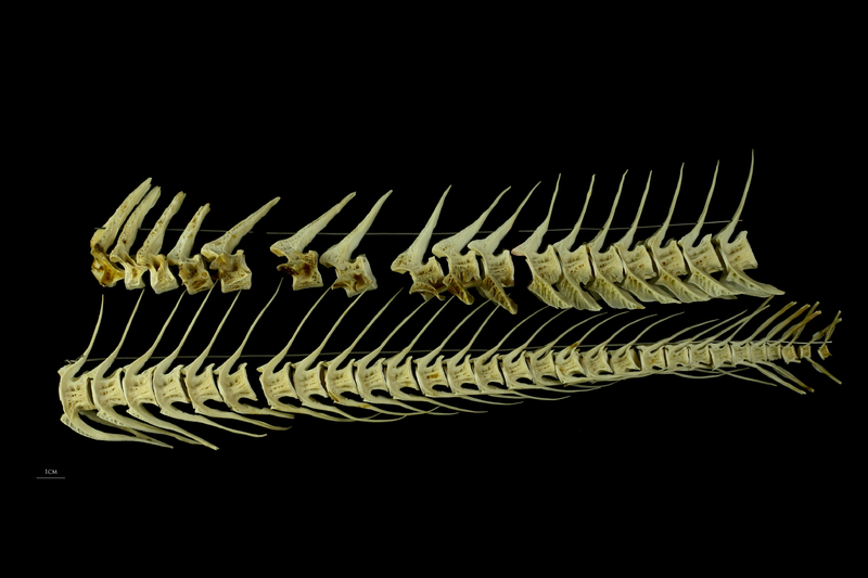 Atlantic cod vertbral column lateral view