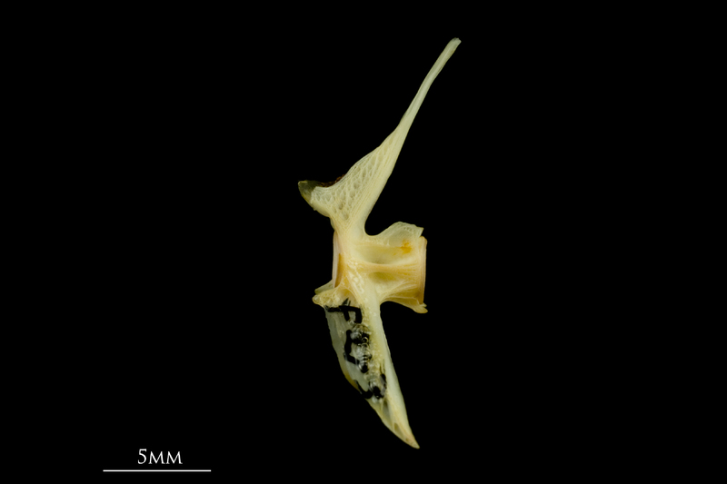 Greater forkbeard precaudal vertebra lateral view