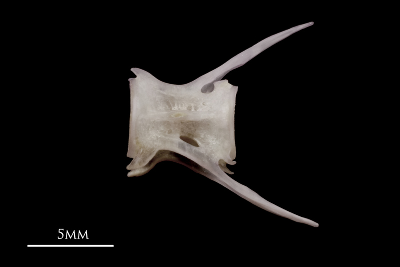 Red seabream caudal vertebra lateral view