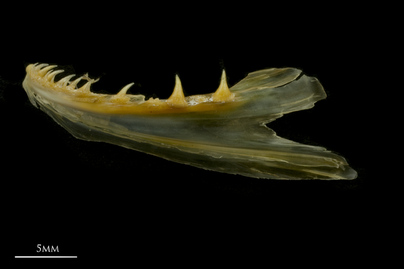 European smelt dentary lateral view