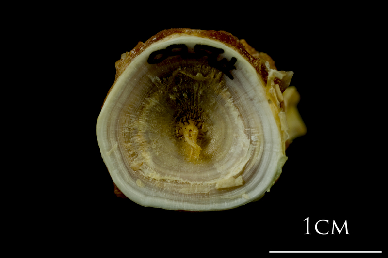 Northern pike basioccipital - first vertebra posterior view