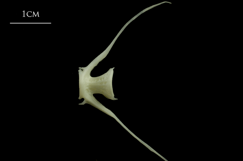 Whiting caudal vertebra lateral view