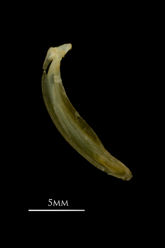 Vendace maxilla medial view