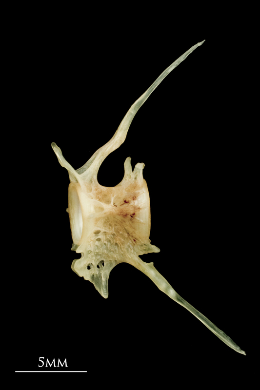 Garfish caudal vertebra lateral view