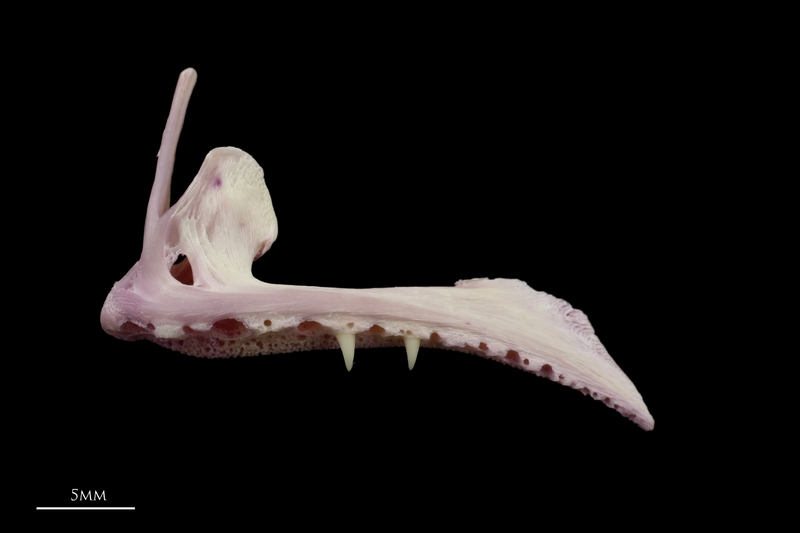 Meagre premaxilla lateral view