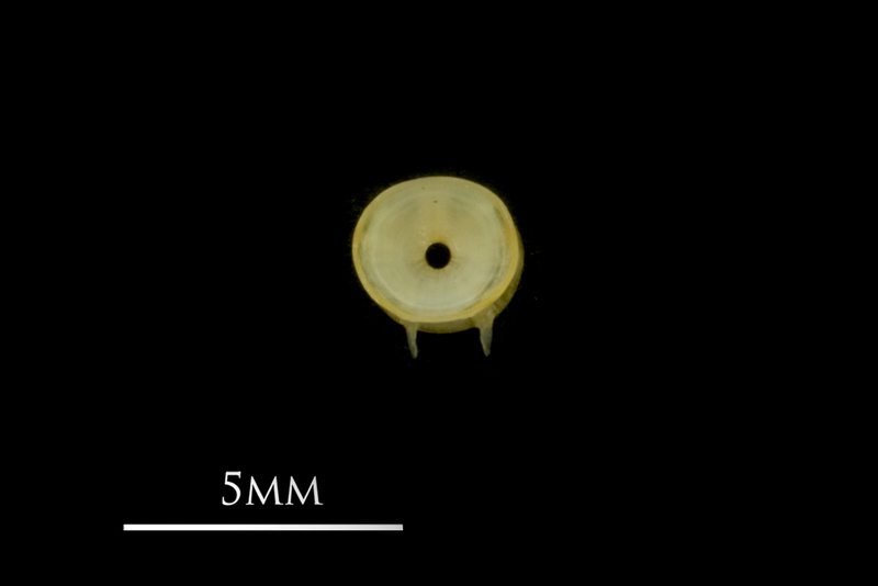 European smelt precaudal vertebra anterior view