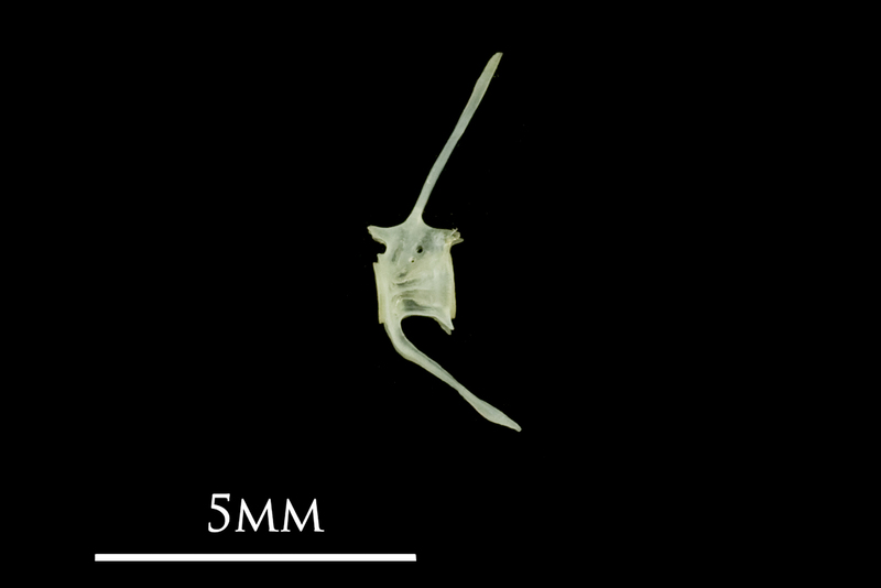 Butterfish caudal vertebra lateral view