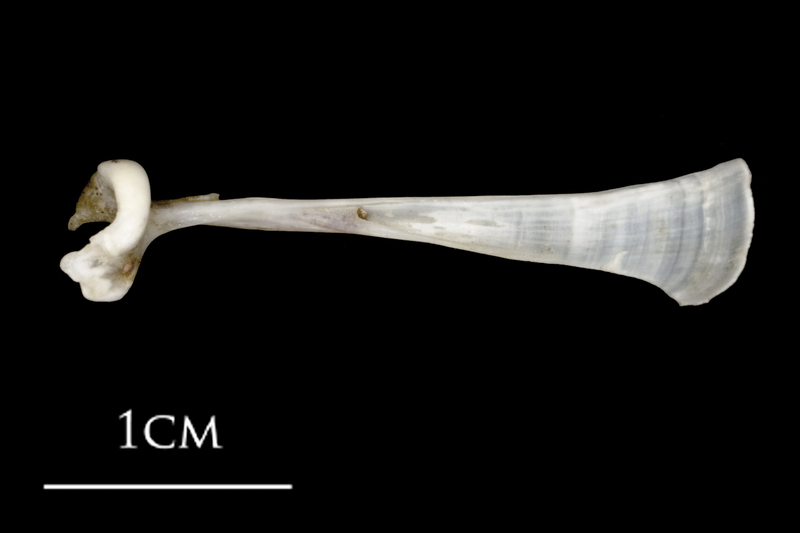 Sea scorpion maxilla medial view