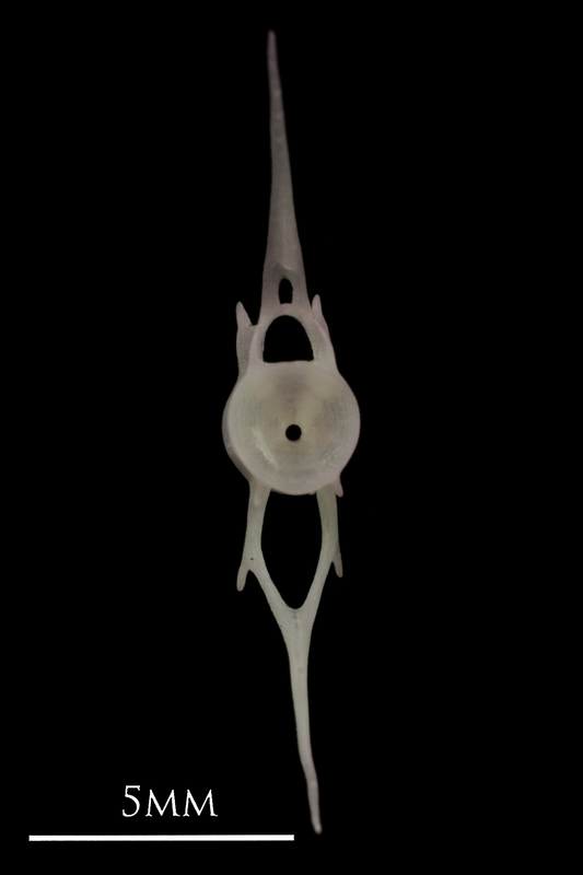 European eel caudal vertebra anterior view