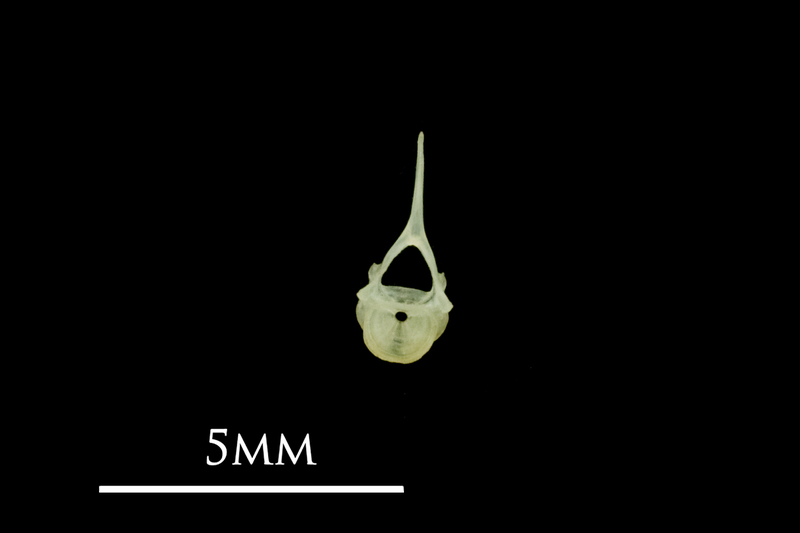 Butterfish precaudal vertebra posterior view