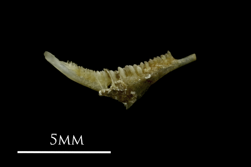 Sandsmelt pharyngeal medial view