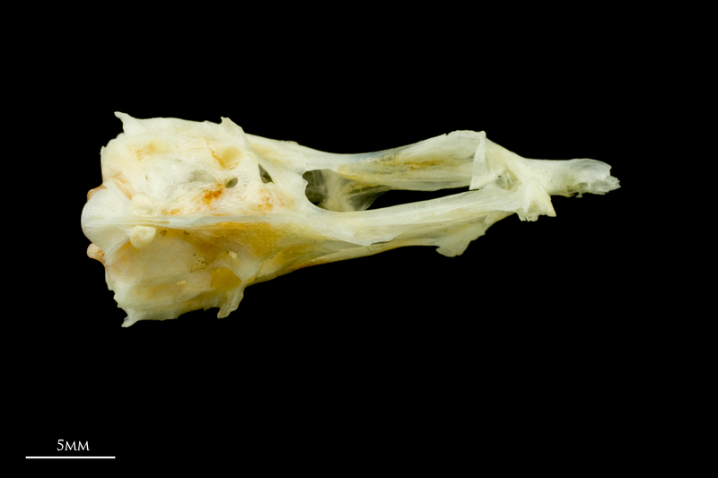 Common sole basioccipital ventral view