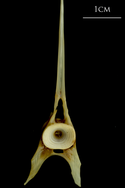 Ballan wrasse caudal vertebra anterior view