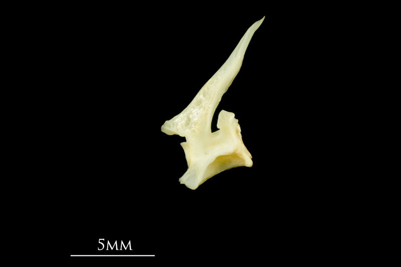 Five-Bearded Rockling precaudal vertebra lateral view