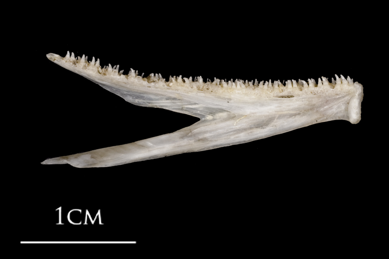 Sea scorpion dentary medial view