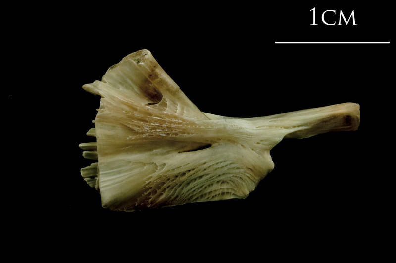 Turbot ceratohyal medial view